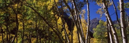 Aspen trees with mountains in the background Maroon Bells Aspen Pitkin County Colorado USA Canvas Art - Panoramic Images (36 x 12)