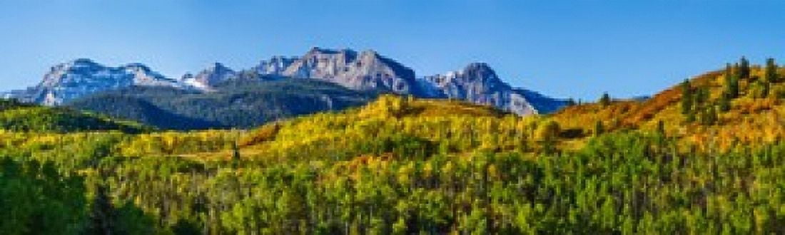 Aspen trees with mountains in the background Uncompahgre National Forest Colorado USA Canvas Art - Panoramic Images (38 x 12)