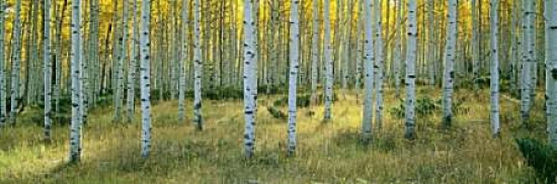 Aspens Ashley Canvas Art - Alain Thomas (12 x 36)