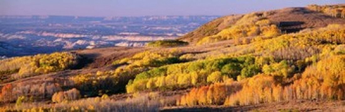 Aspens Dixie National Forest Utah Canvas Art - Panoramic Images (37 x 12)