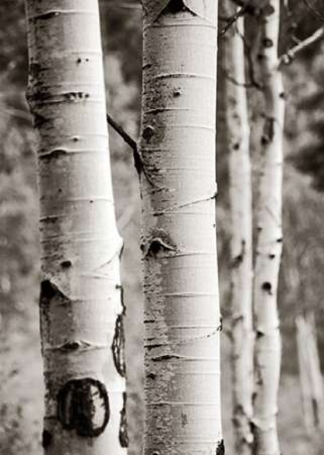 Aspens I Canvas Art - Debra Van Swearingen (20 x 28)