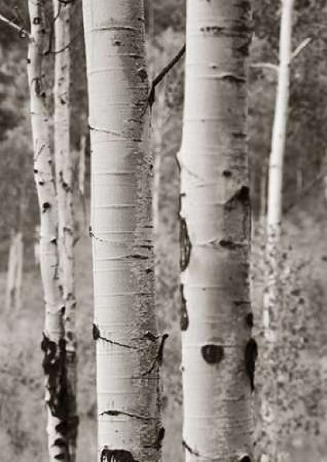 Aspens II Canvas Art - Debra Van Swearingen (20 x 28)