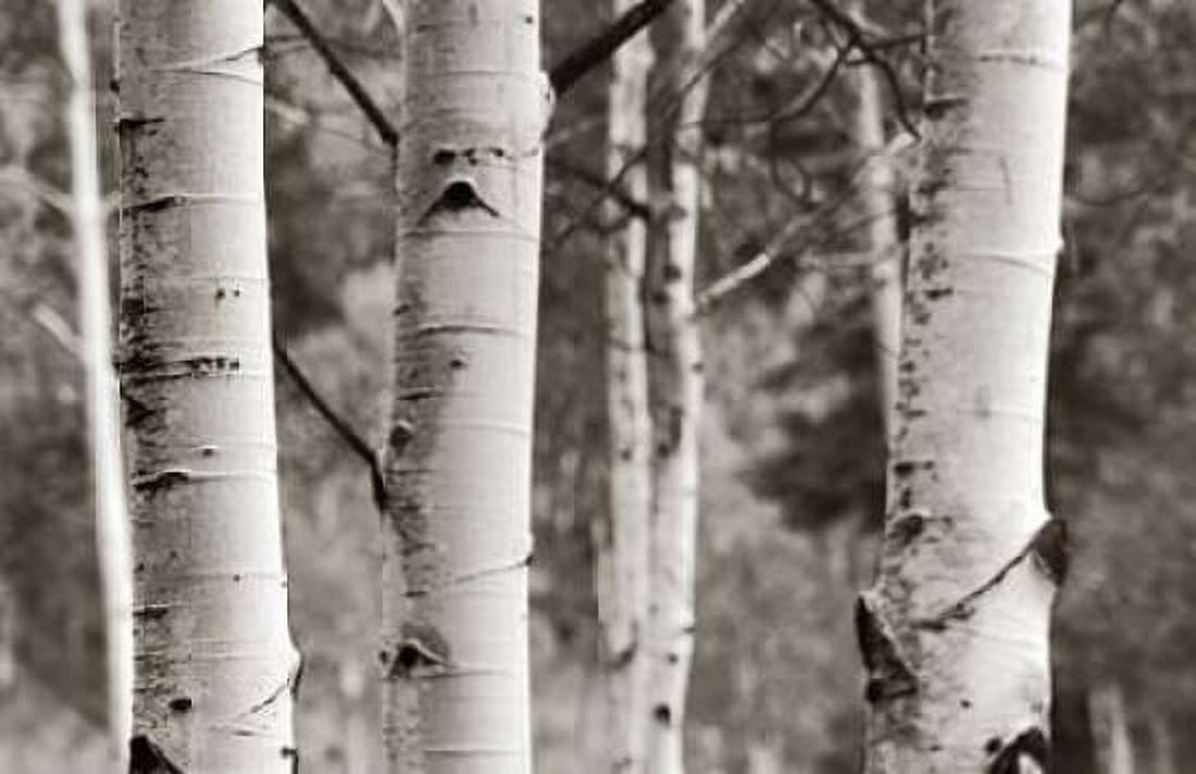 Aspens  IV Canvas Art - Debra Van Swearingen (12 x 18)