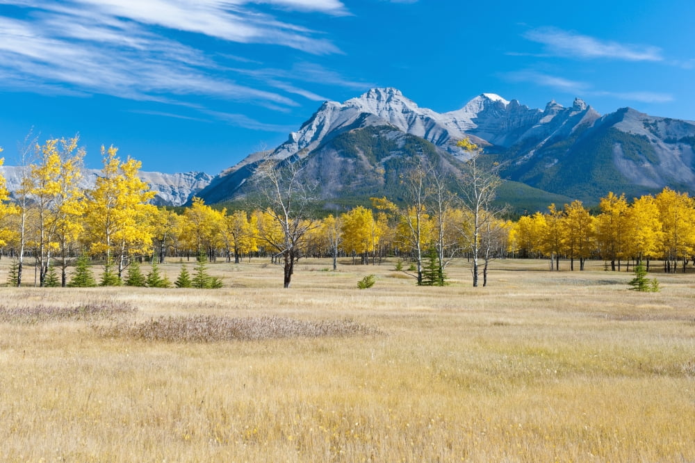 Aspens In A Meadow In Banff National Park Banff Alberta Canada Canvas Art - Robert Brown Design Pics (19 x 12)