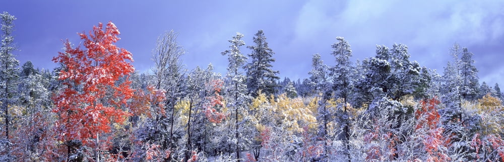 Aspens In Fall With Snow Near 100 Mile House British Columbia Canada Canvas Art - David Nunuk Design Pics (28 x 9)