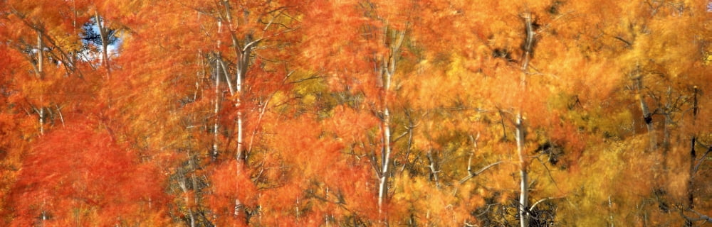 Aspens In Fall With Wind Near 100 Mile House British Columbia Canada Canvas Art - David Nunuk Design Pics (36 x 13)