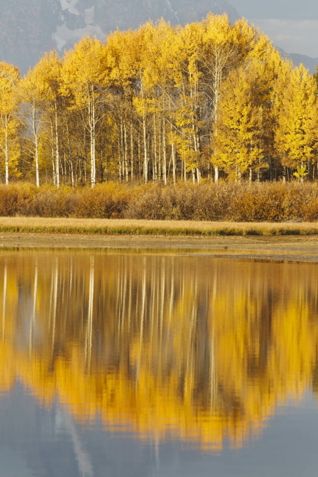 Aspens Reflected In A Pool In The Snake River In Autumn Wyoming United States Of America Canvas Art - David Ponton Design Pics (24 x 38)
