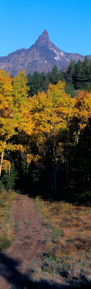 Aspens and Bear Tooth at Pilot Mountain Wyoming Canvas Art - Panoramic Images (36 x 12)