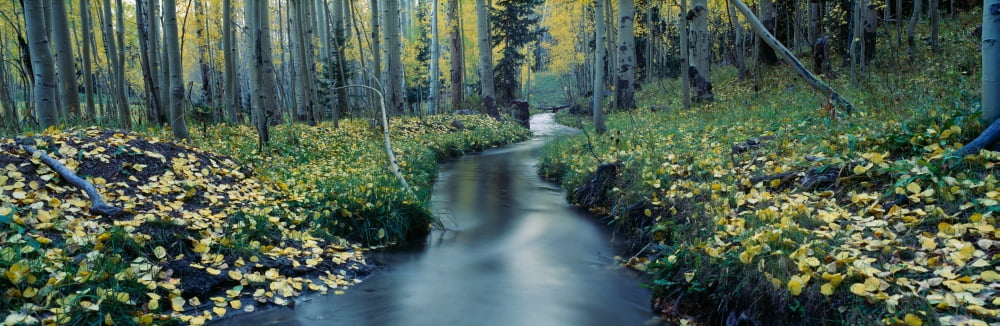 Aspens and stream in Uncompahgre National Forest Ridgeway Colorado Canvas Art - Panoramic Images (36 x 12)