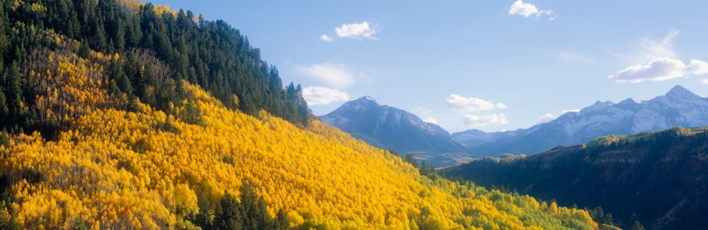 Aspens in Autumn in San Juan National Forest near Telluride Colorado Canvas Art - Panoramic Images (36 x 12)