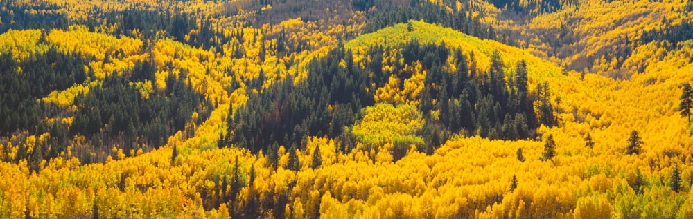Aspens in Autumn near Rico Colorado Canvas Art - Panoramic Images (27 x 9)
