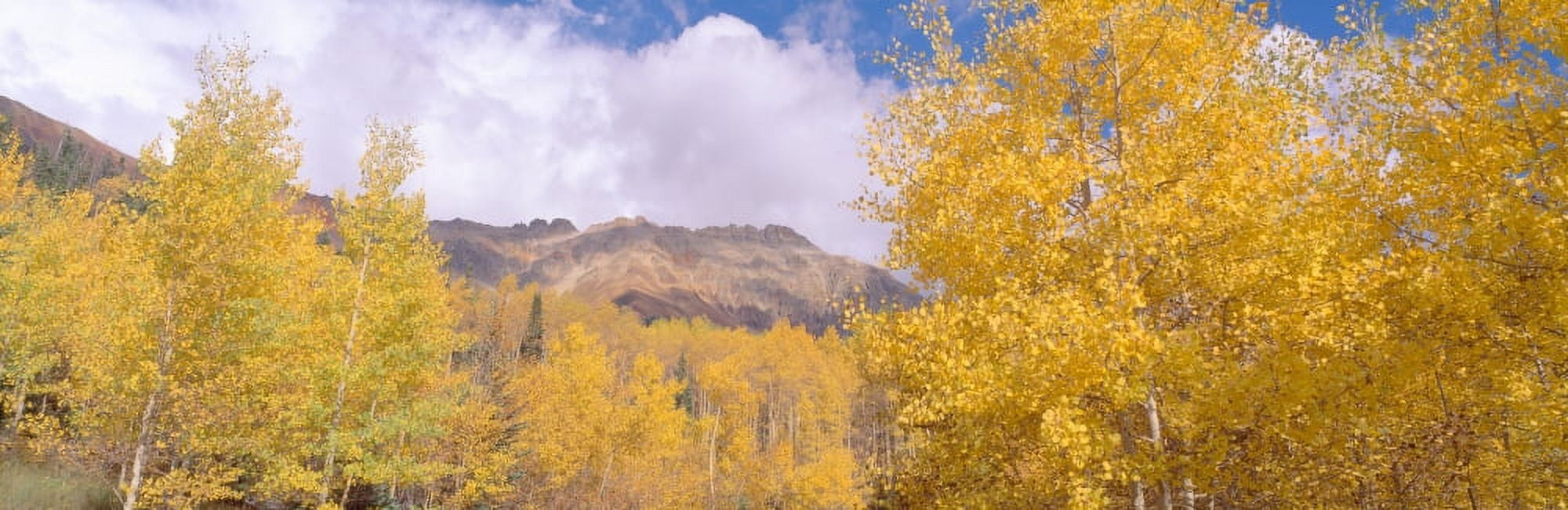 Aspens in San Juan Mountains near Ridgeway Colorado Canvas Art - Panoramic Images (27 x 9)