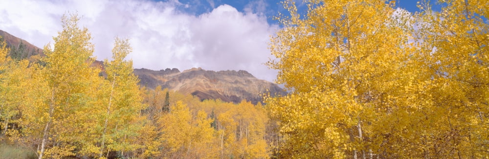 Aspens in San Juan Mountains near Ridgeway Colorado Canvas Art - Panoramic Images (36 x 12)