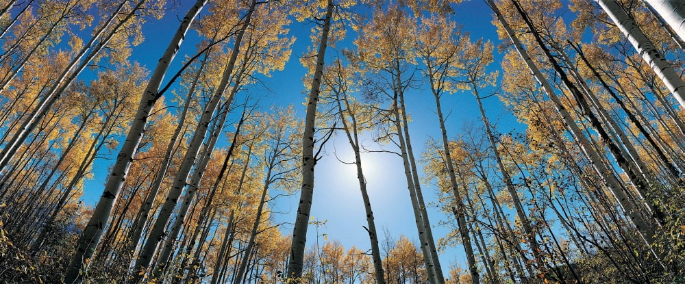 Aspens in autumn with colorful leaves Colorado Canvas Art - Panoramic Images (27 x 9)