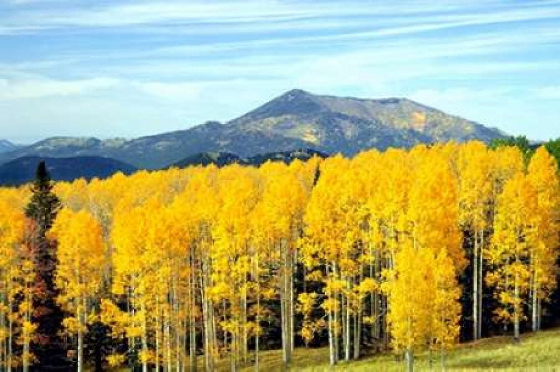 Aspens of Autumn I Canvas Art - Douglas Taylor (24 x 36)