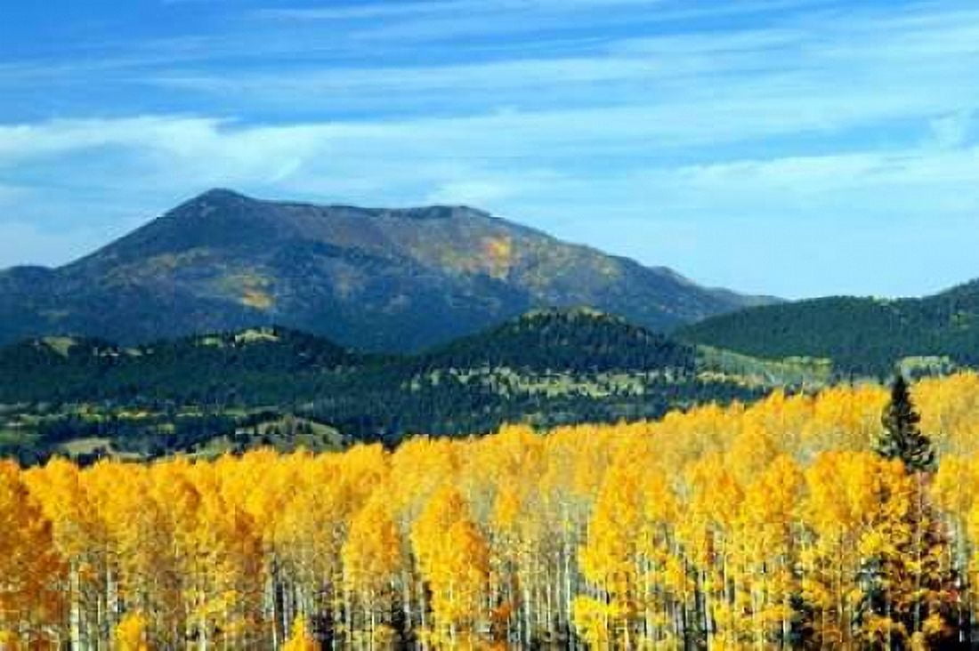 Aspens of Autumn II Canvas Art - Douglas Taylor (12 x 18)