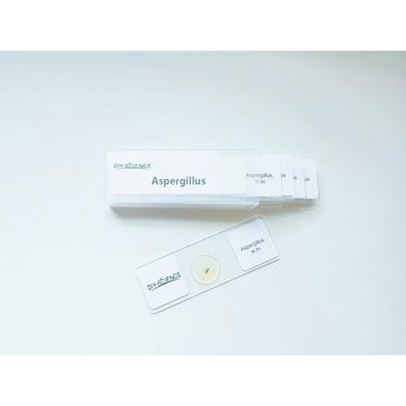 Aspergillus Prepared Microscope Slides, 5 Pack Aspergillus Slides Show Fungal Spores, Learn About The Structure of Brown Mold and Reproduction$$Other