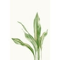 thumbnail image 1 of Aspidistra Variegata II by Errico and Slyp, 1 of 1