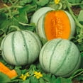 thumbnail image 1 of Aspire F1 Hybrid Melon Seeds - 1 Lb ~14400 Seeds - Non-GMO, F1 Hybrid - Fruit & Vegetable Garden - Cucumis melo, 1 of 1