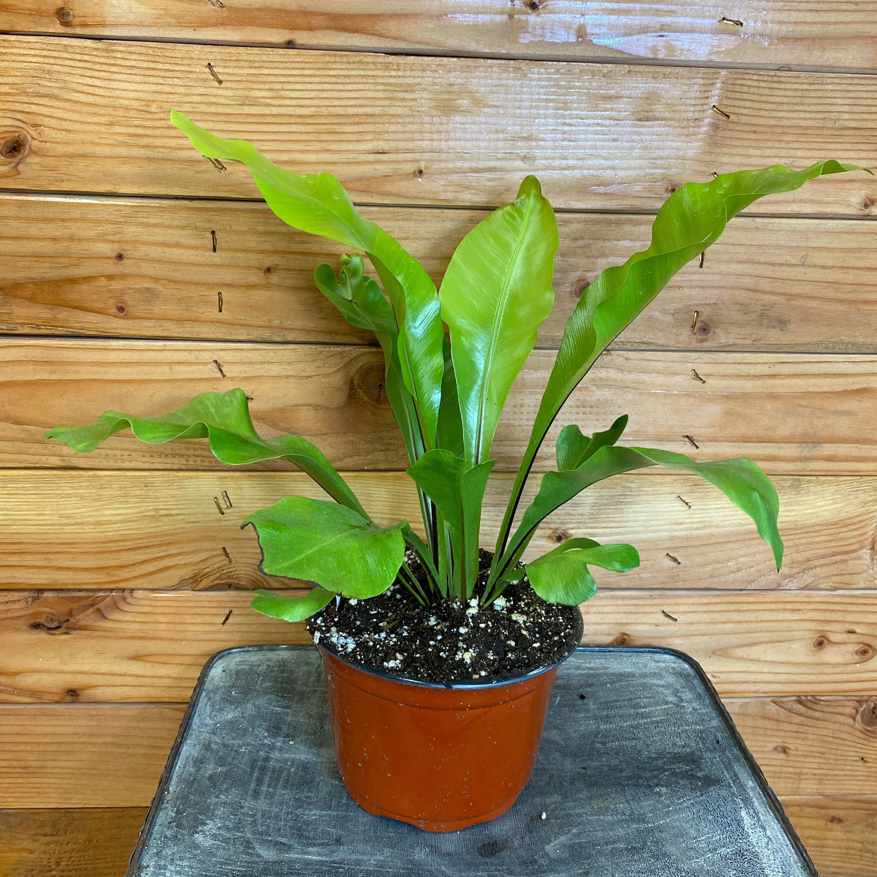 The Plant Farm Asplenium Nidus Bird's Nest Fern
