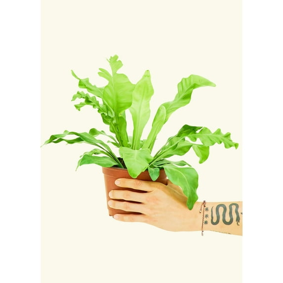 Asplenium Nidus Live Green Plant in 6" Pot