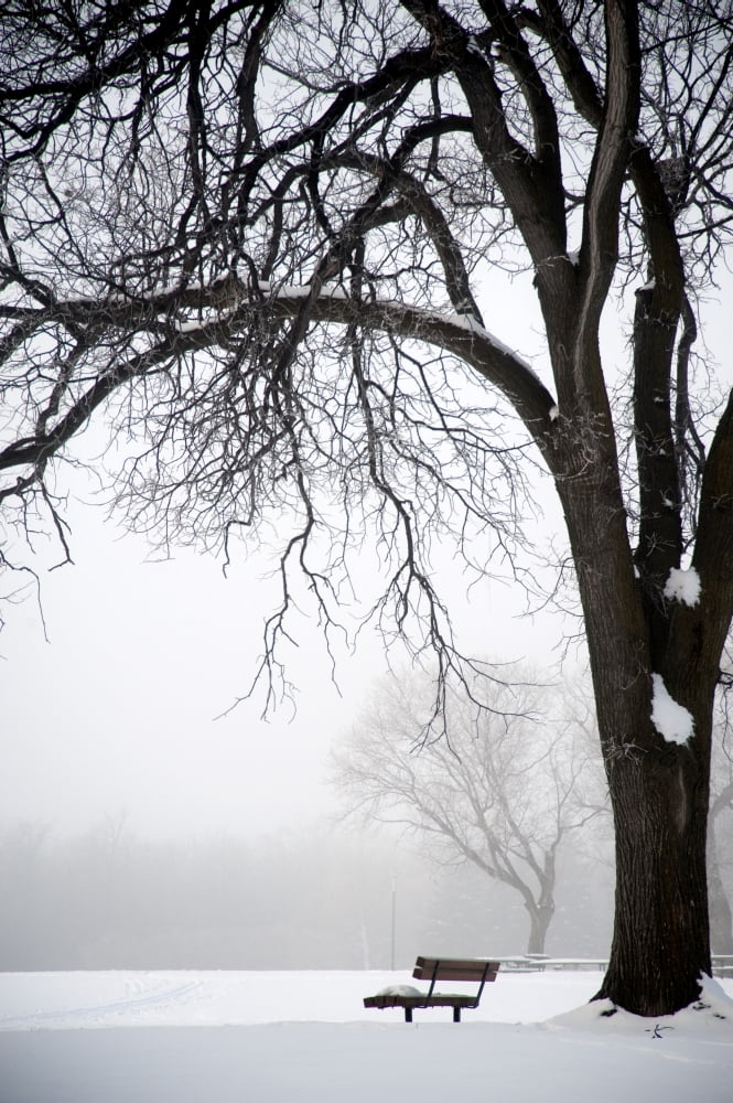 Assiniboine Park Winnipeg Manitoba Canada Bare Tree And Park Bench In Winter Canvas Art - Keith Levit Design Pics (12 x 19)