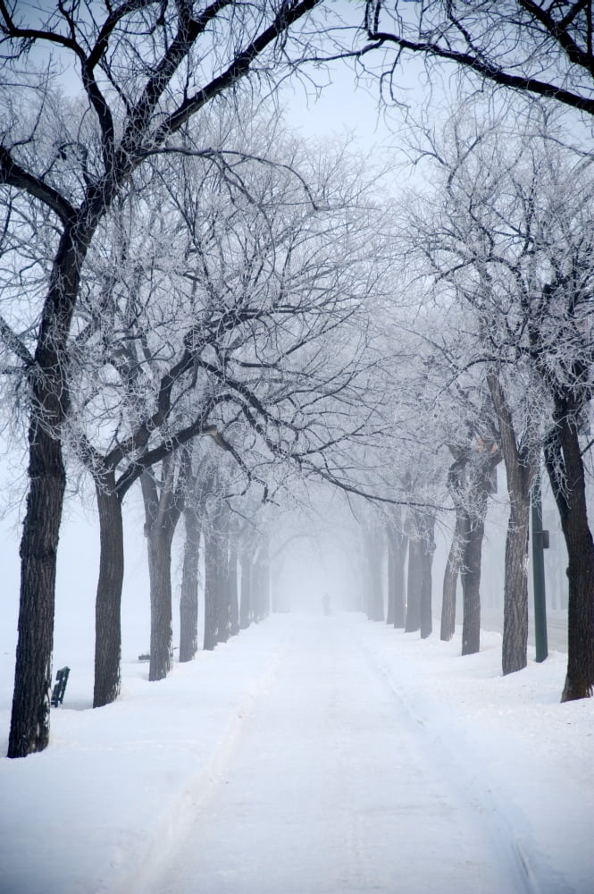 Assiniboine Park Winnipeg Manitoba Canada Grove Of Trees In Winter Fog Canvas Art - Keith Levit Design Pics (12 x 19)