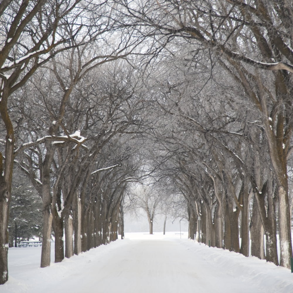 Assiniboine Park Winnipeg Manitoba Canada Grove Of Trees In Winter Fog Canvas Art - Keith Levit Design Pics (17 x 17)