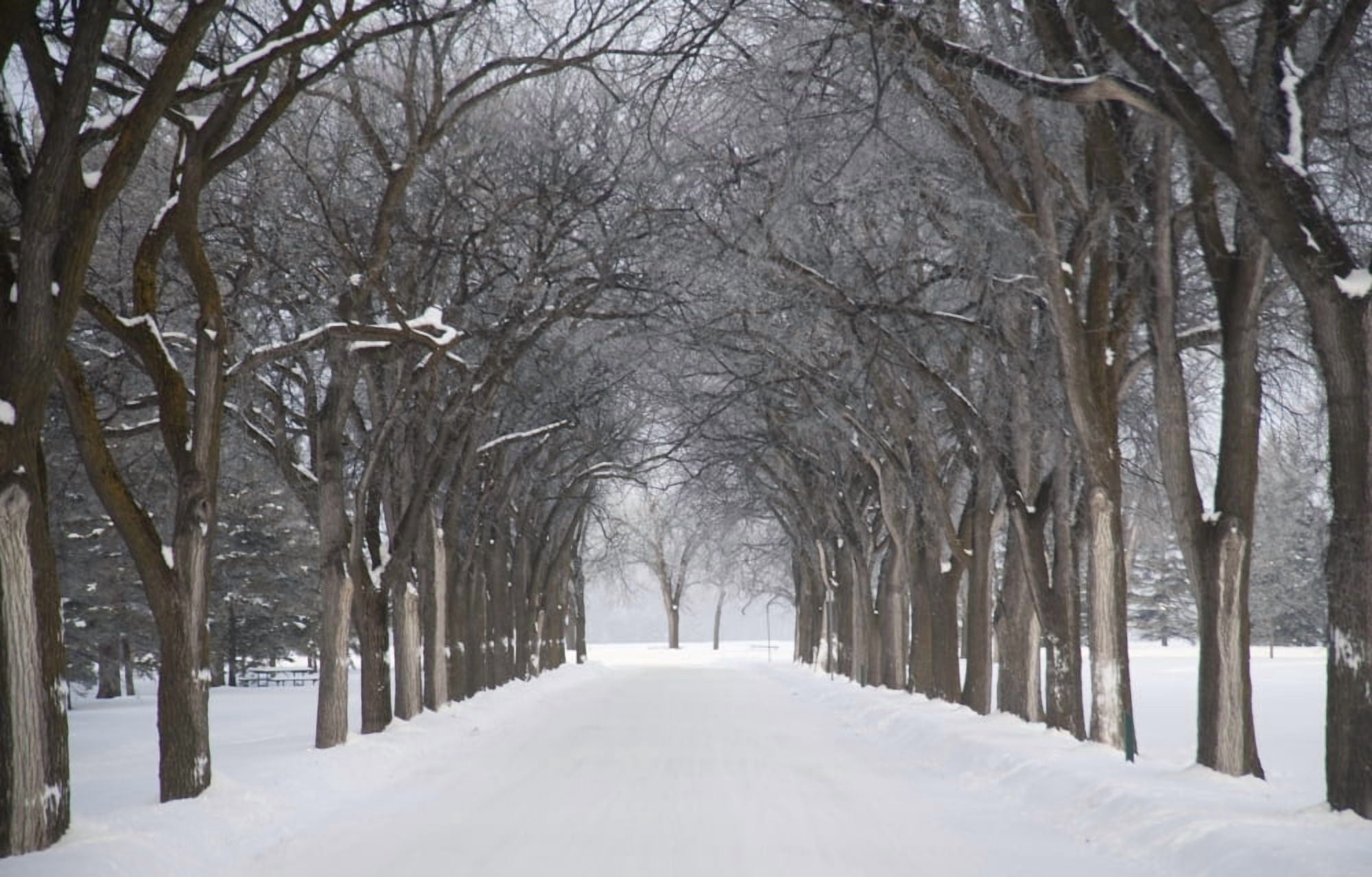 Assiniboine Park Winnipeg Manitoba Canada Grove Of Trees In Winter Fog Canvas Art - Keith Levit Design Pics (20 x 13)