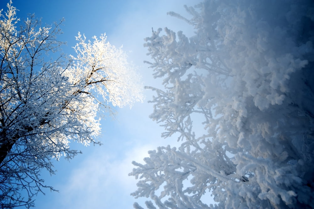 Assiniboine Park Winnipeg Manitoba Canada Low Angle View Of Snow-Covered Trees Canvas Art - Keith Levit Design Pics (19 x 12)
