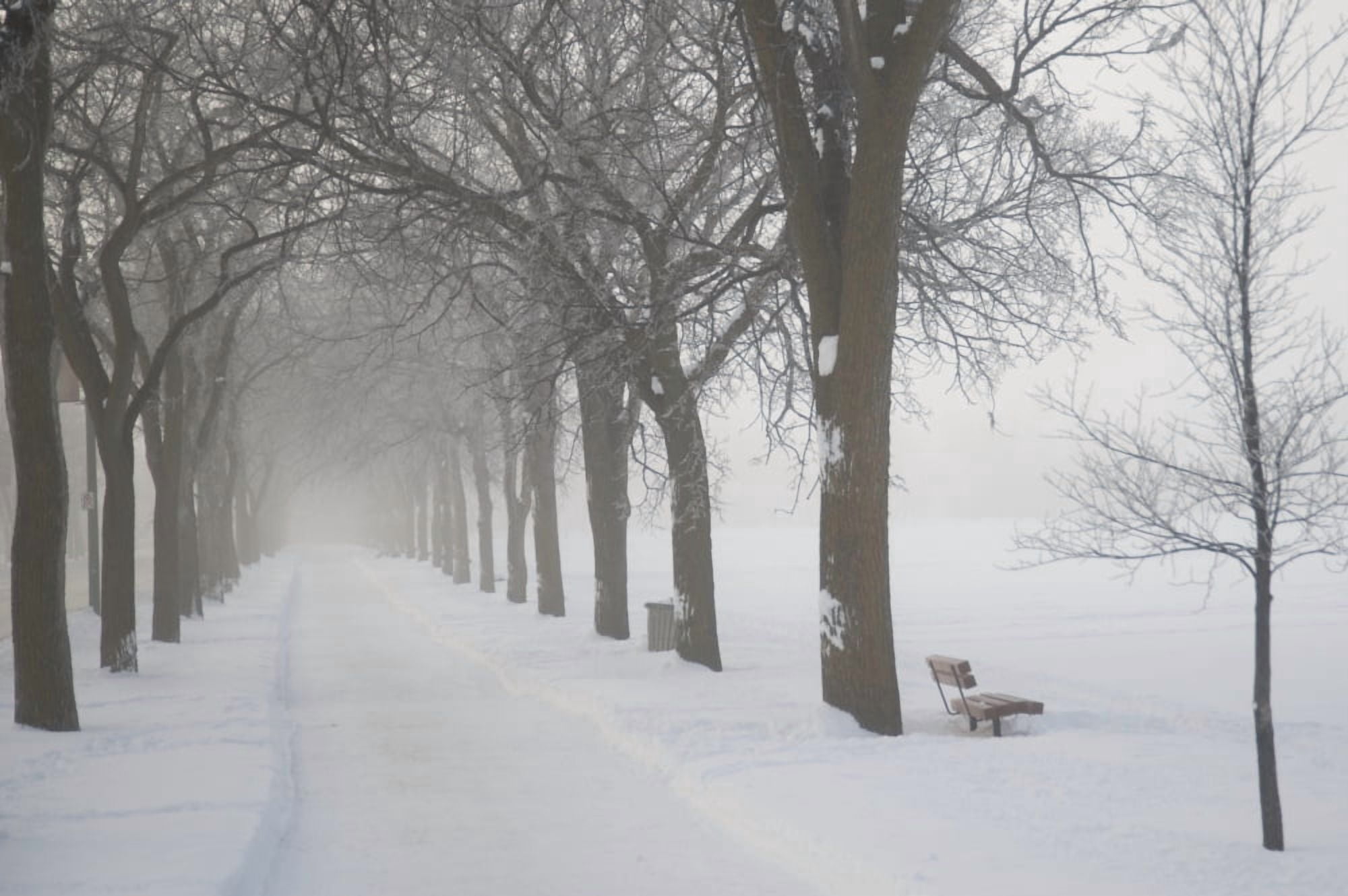 Assiniboine Park Winnipeg Manitoba Canada Path Through Grove Of Trees In Winter Fog Canvas Art - Keith Levit Design Pics (20 x 13)