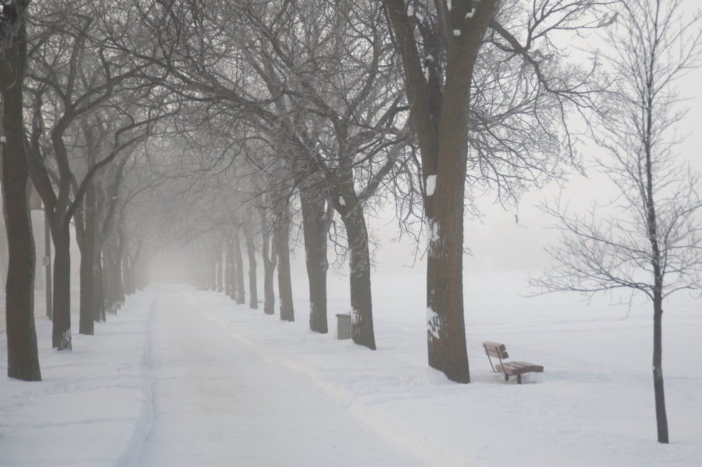 Assiniboine Park Winnipeg Manitoba Canada Path Through Grove Of Trees In Winter Fog Canvas Art - Keith Levit Design Pics (40 x 26)