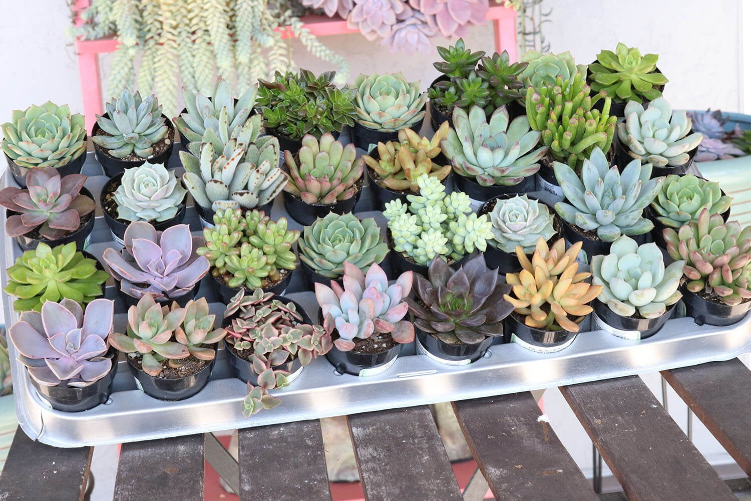 Assorted 2.5" Succulents for Wedding Favors, Party Gifts and Gardens - Live  Succulent Plants