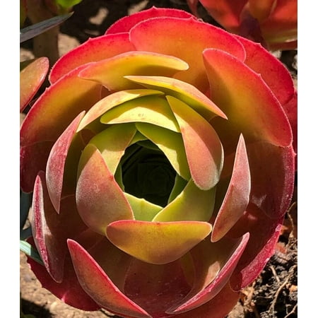 RedCrocus Assorted Aeonium Succulent- Drought Tolerant, Indoor & Outdoor Container Plant, Pollinator Attracting, Pet Warning 1 Quart