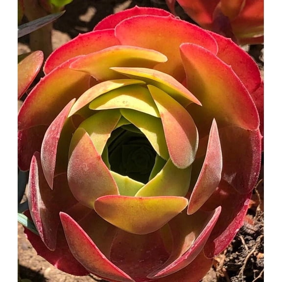 RedCrocus Assorted Aeonium Succulent- Drought Tolerant, Indoor & Outdoor Container Plant, Pollinator Attracting, Pet Warning 1 Quart