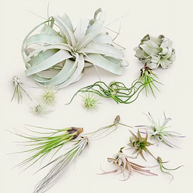 Assorted Air Plants Tillandsia 5PK Live Green Plant