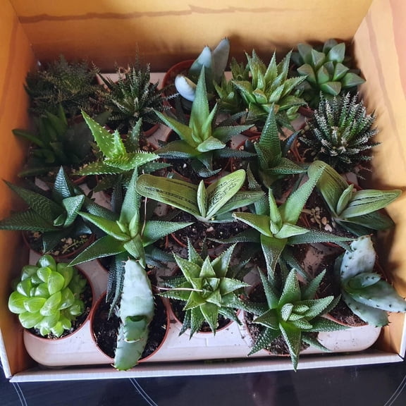 Assorted Aloe-Versatile Succulent-Ideal for Indoor and Outdoor 10" Pot