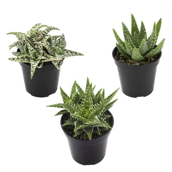 Assorted Aloe-Diverse Succulent Variety-Indoor Friendly 6" Pot