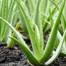 RedCrocus Aloe Vera Assorted Plant- Succulent for Indoor & Outdoor Gardens, Easy Care, Drought Tolerant 6" Pot
