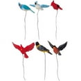 thumbnail image 1 of Assorted Birds, 1 of 1