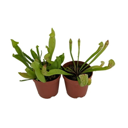 Assorted Carnivorous Pitcher Plants - Sarracenia - 2" Pots 2 Pack