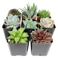 thumbnail image 1 of Assorted Collection of Live Succulents Randomly Picked - 8 Succulents, 1 of 4
