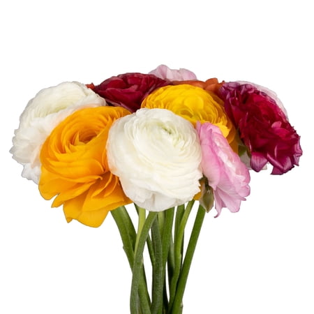 Assorted Colors Ranunuculus - Fresh Cut - 140 Stems