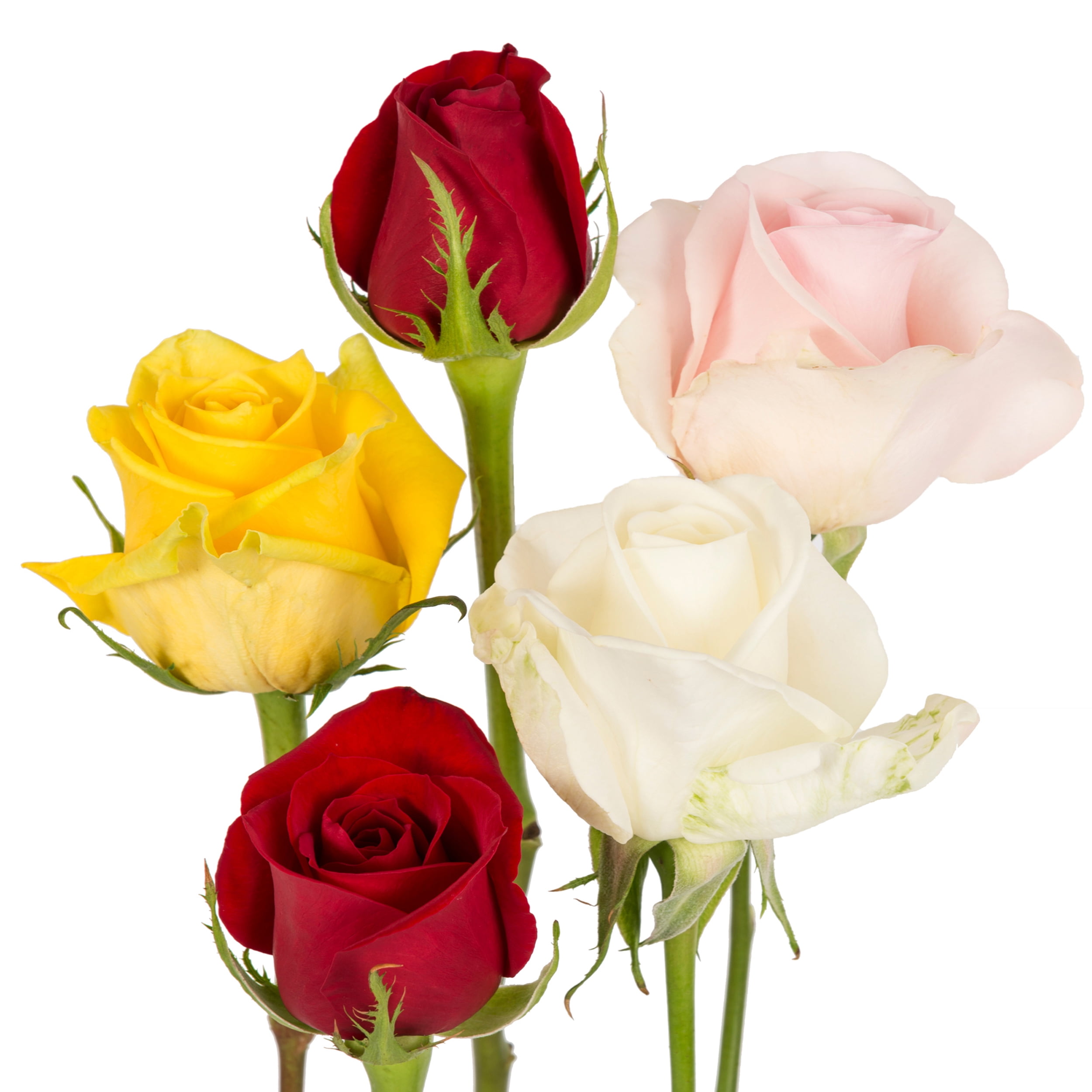 Assorted Colors - Roses - Farm Direct Fresh Cut Flowers - 125 Stems - by Bloomingmore