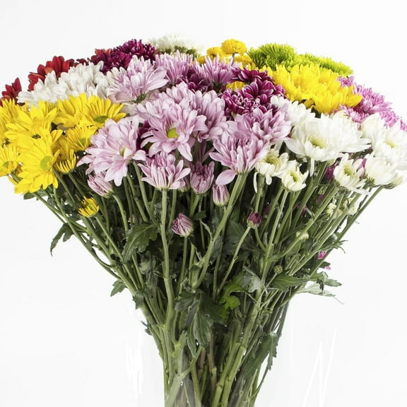 Assorted Cushion Daisy and Novelty Poms - Farm Direct Fresh Cut Flowers - 60 Stems