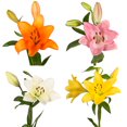 thumbnail image 1 of Assorted LA Hybrid Lilies - Fresh Cut - 80 Stems - by Bloomingmore, 1 of 9