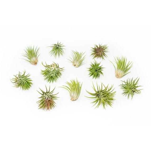 Assorted Large Ionantha Rubra Air Plants - Live Succulent House Plants - Available in Wholesale and Bulk - Home and Garden Decor - Easy Care Indoor and Outdoor Plants (Pack of 12)