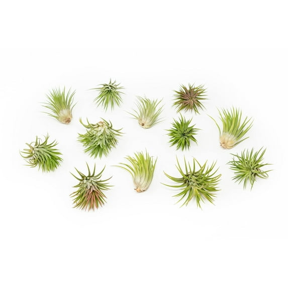 Assorted Large Ionantha Rubra Air Plants - Live Succulent House Plants - Available in Wholesale and Bulk - Home and Garden Decor - Easy Care Indoor and Outdoor Plants (Pack of 25)