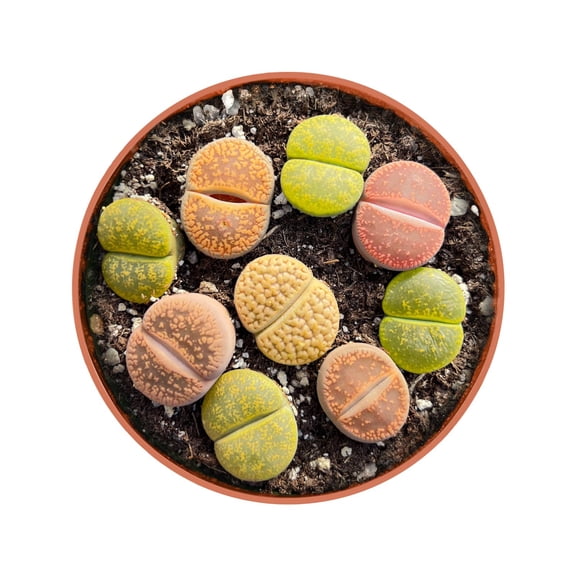 Assorted Lithops Succulent Live Plant, 8-9 Lithops in 4" Pot, Mixed Color Living Stone Plants for Home Desk Windowsill Decor & Gift,DIY Project