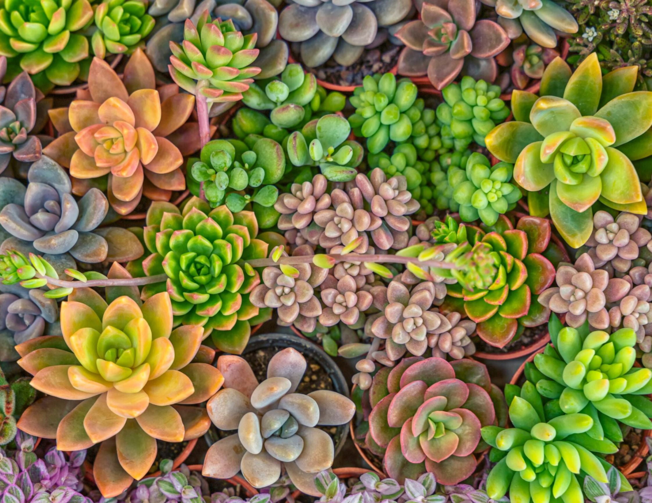 lotus succulent Sempervivum 'Pink Lotus'